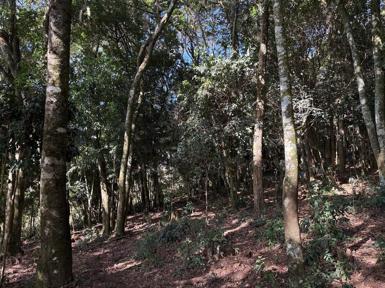 Terreno à venda no Esmeril: 