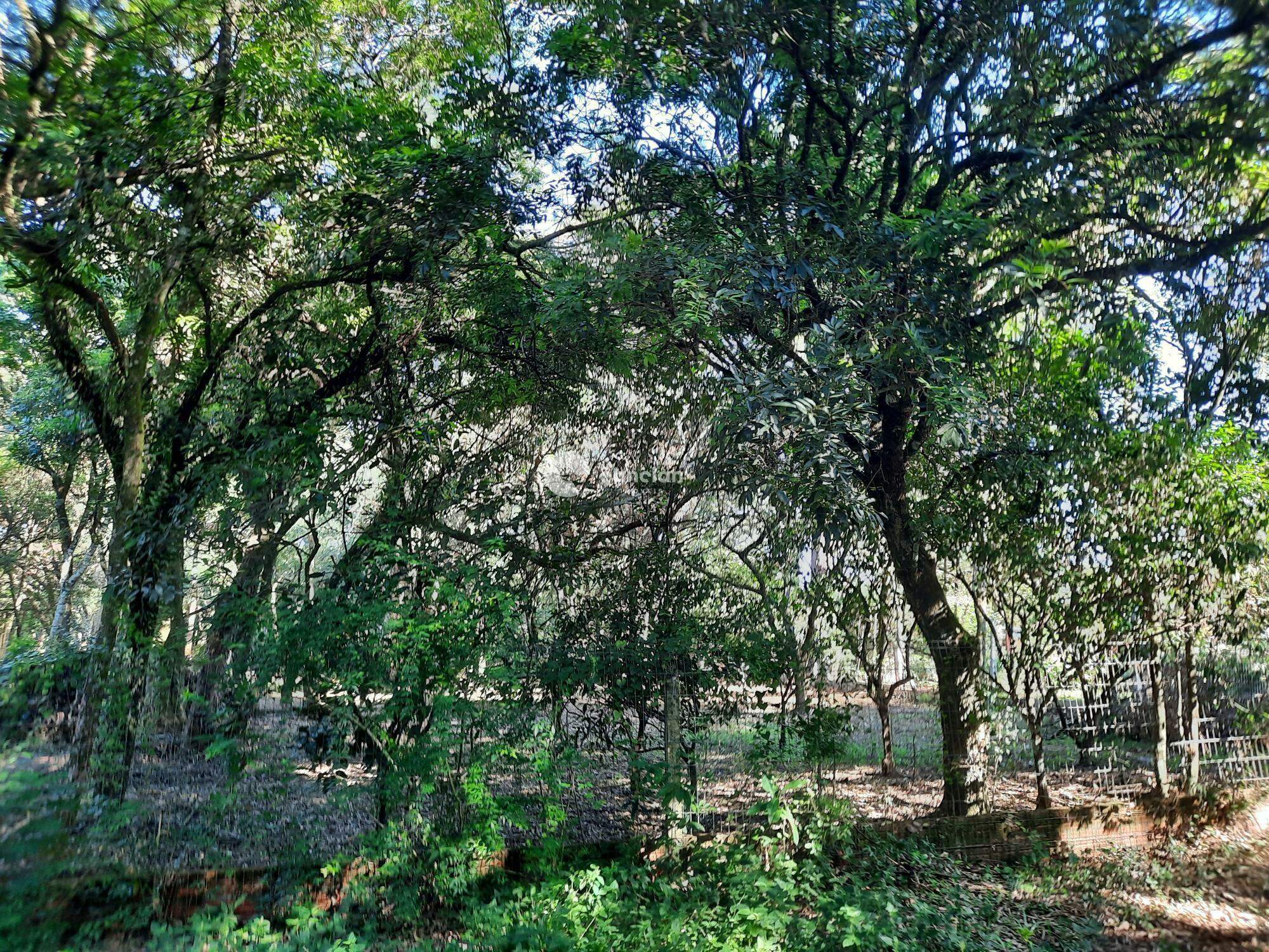 Terreno à venda no Vila Etelvina: 