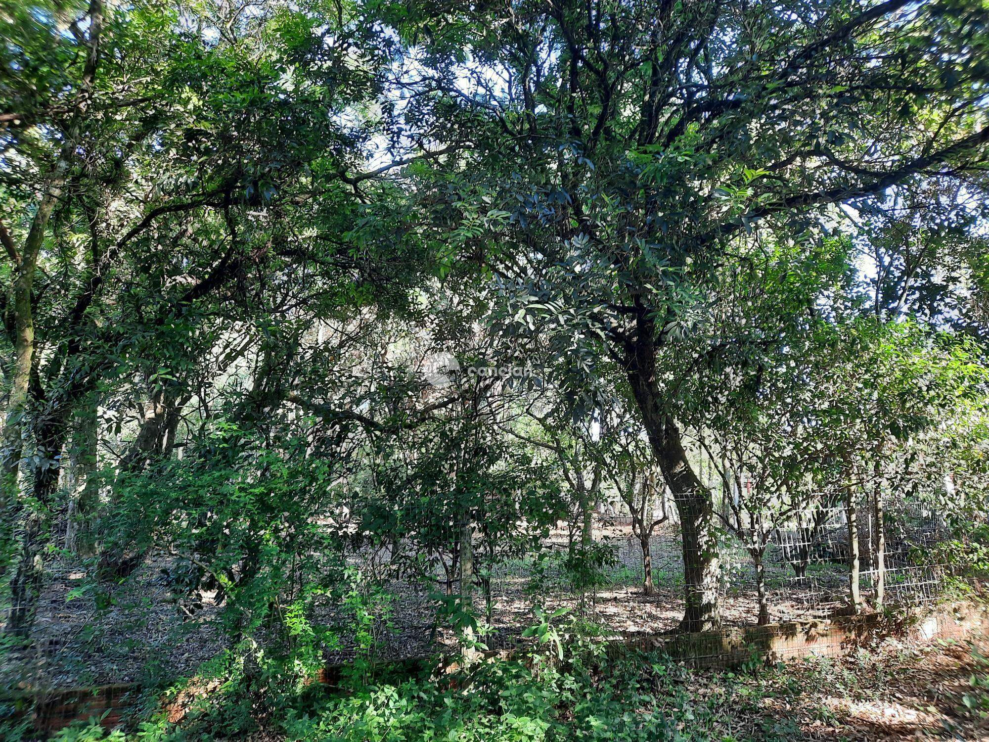 Terreno à venda no Vila Etelvina: 
