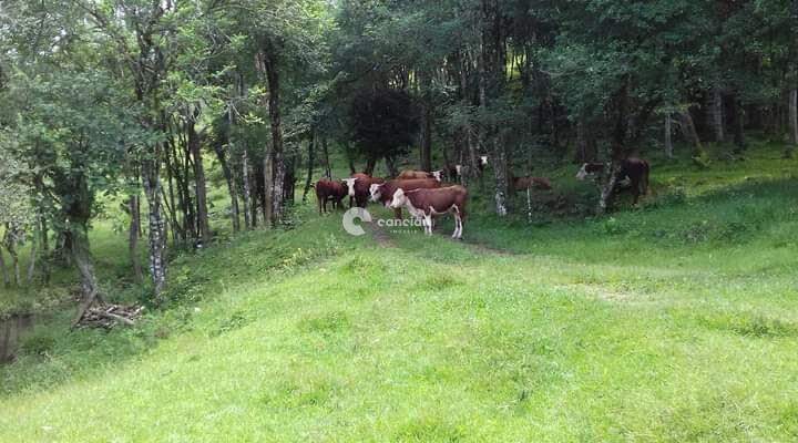 Área Rural à venda no Itaara: 