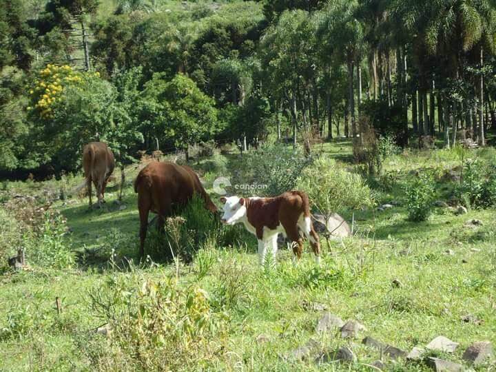 Área Rural à venda no Itaara: 