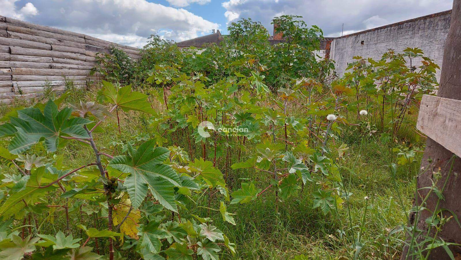 Terreno à venda no Noal: 