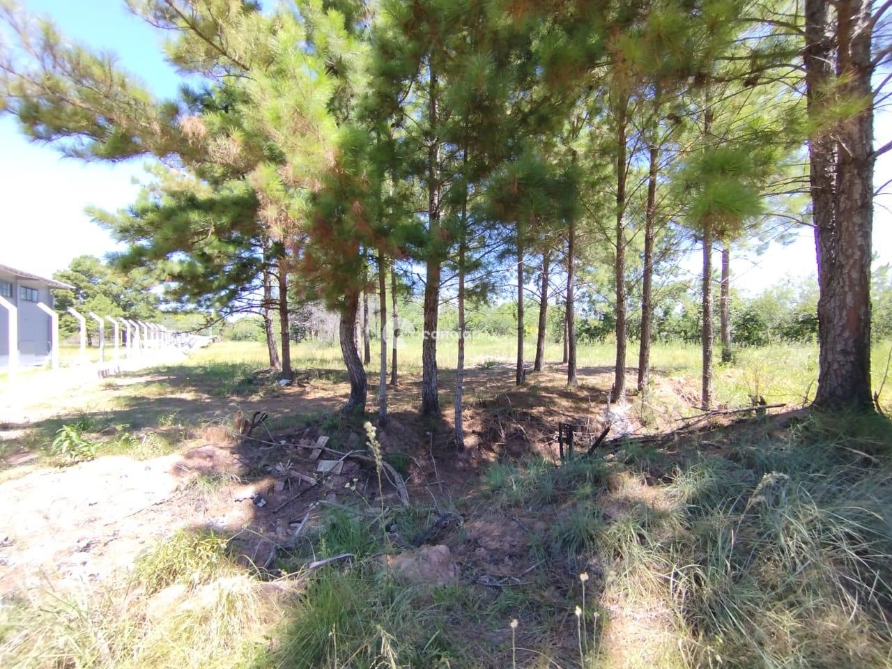 Terreno à venda no Tomazetti: 