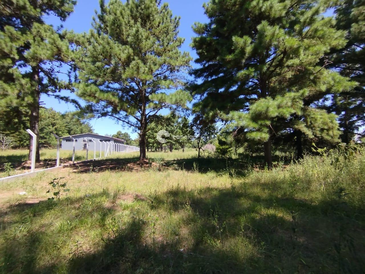 Terreno à venda no Tomazetti: 