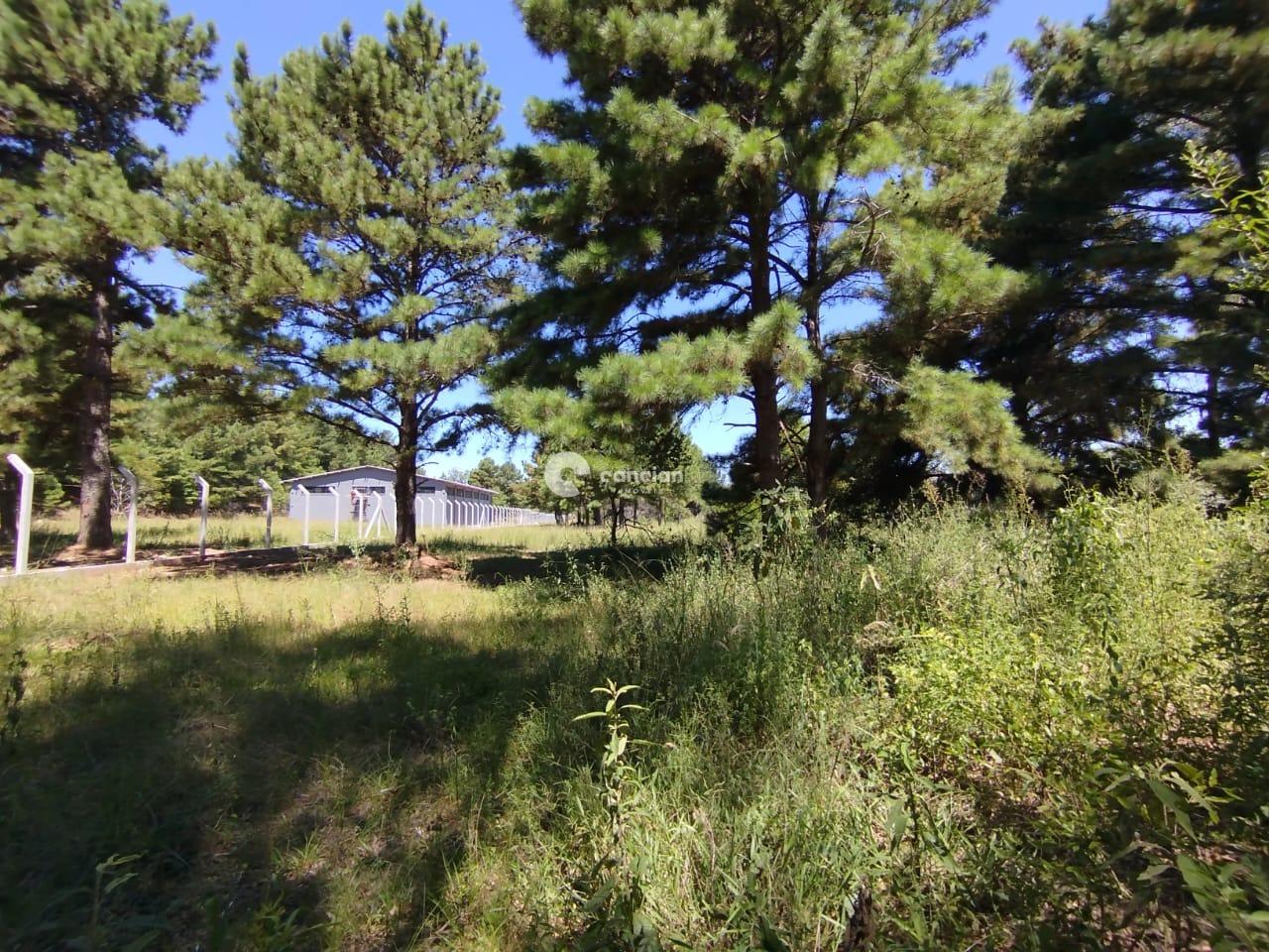 Terreno à venda no Tomazetti: 