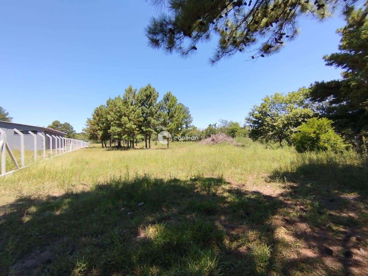 Terreno à venda no Tomazetti: 