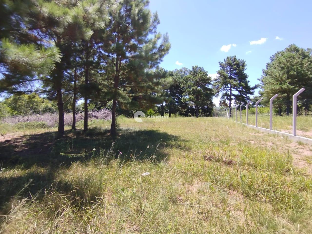 Terreno à venda no Tomazetti: 