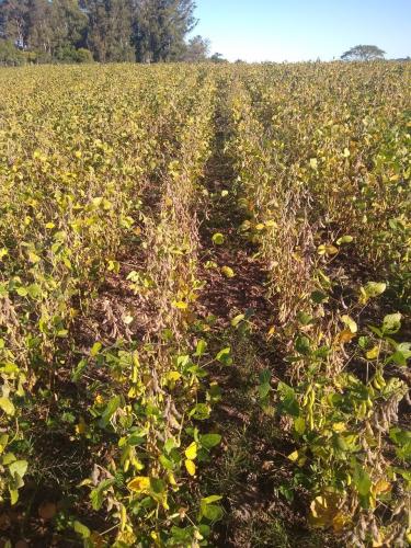 Área Rural à venda no Zona Rural: 