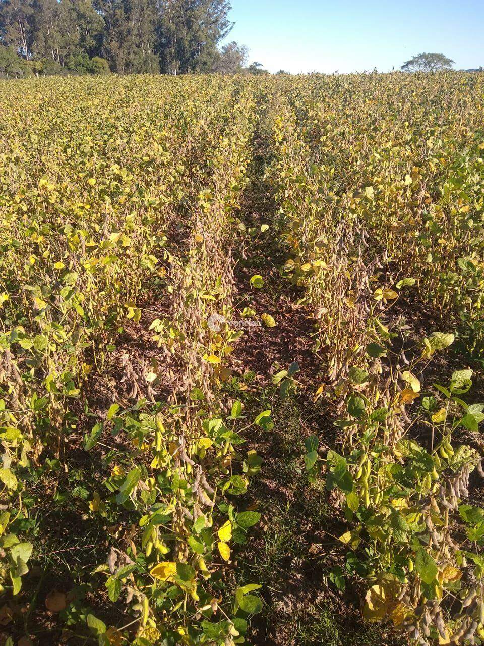 Área Rural à venda no Zona Rural: 