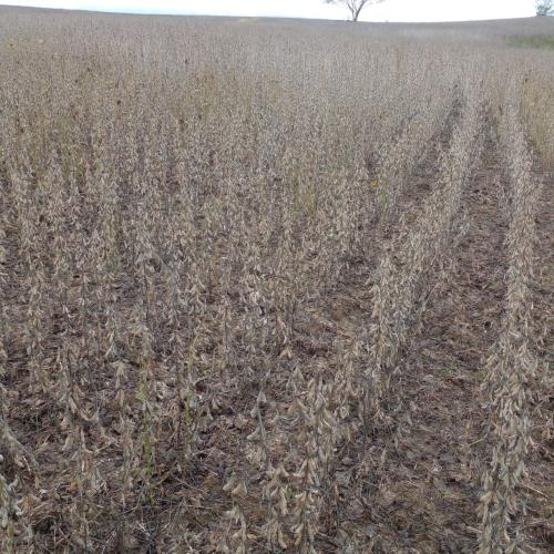 Área Rural à venda no Zona Rural: 