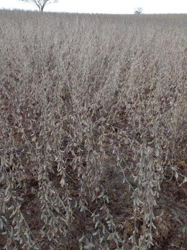 Área Rural à venda no Zona Rural: 