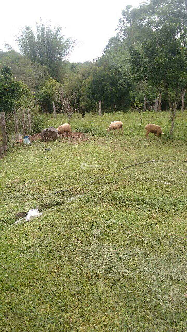Chácara à venda no Campestre do Menino Deus: 