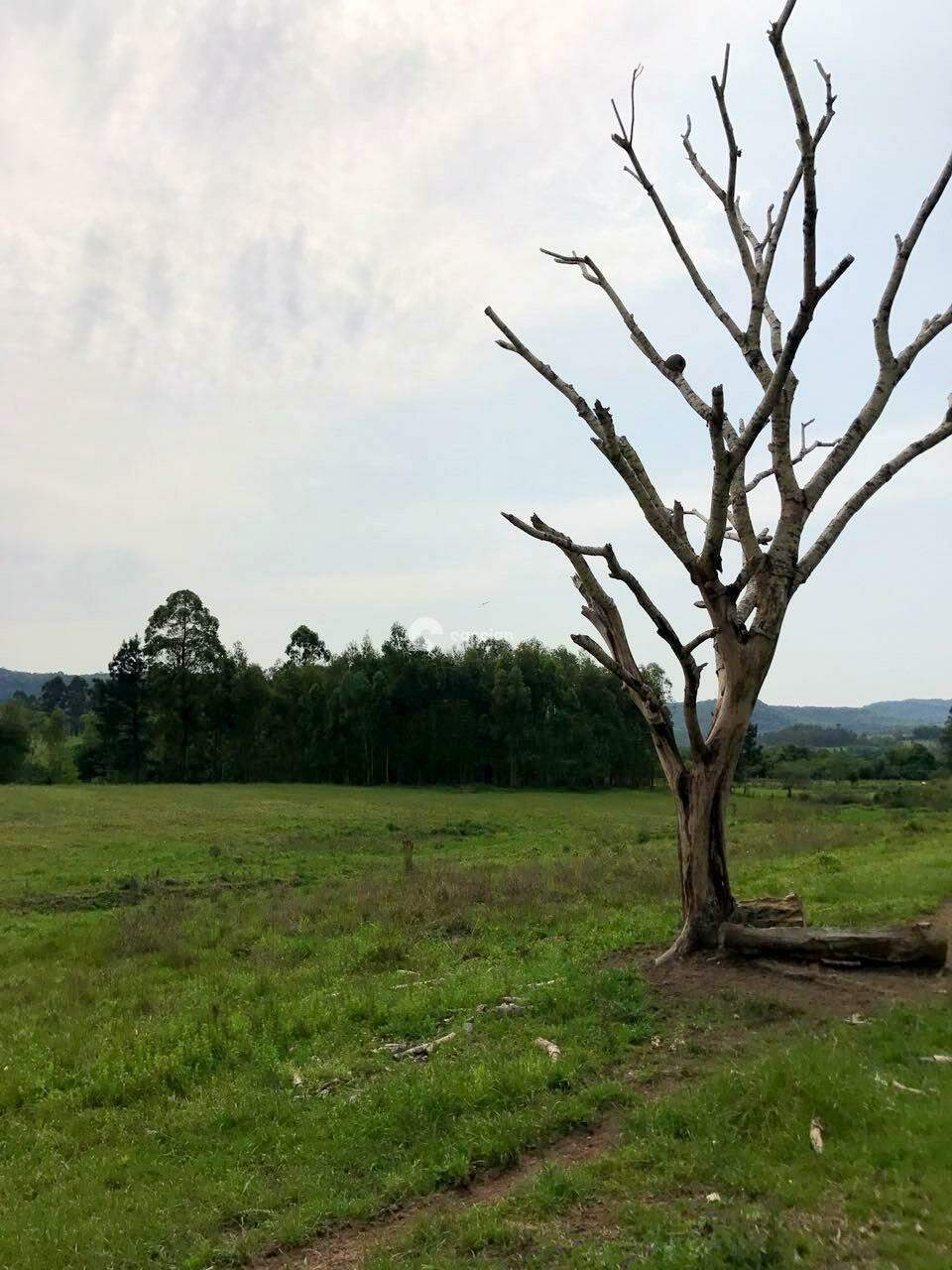 Área Rural à venda no Zona rural: 