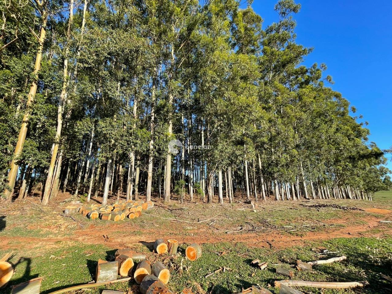 Chácara à venda no Centro: 