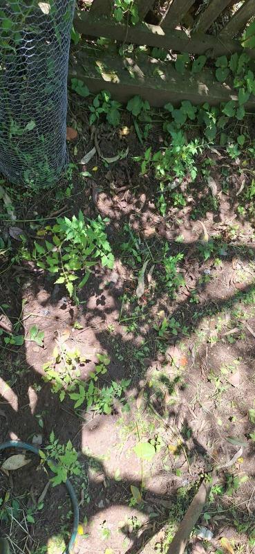 Chácara à venda no Zona Rural: 