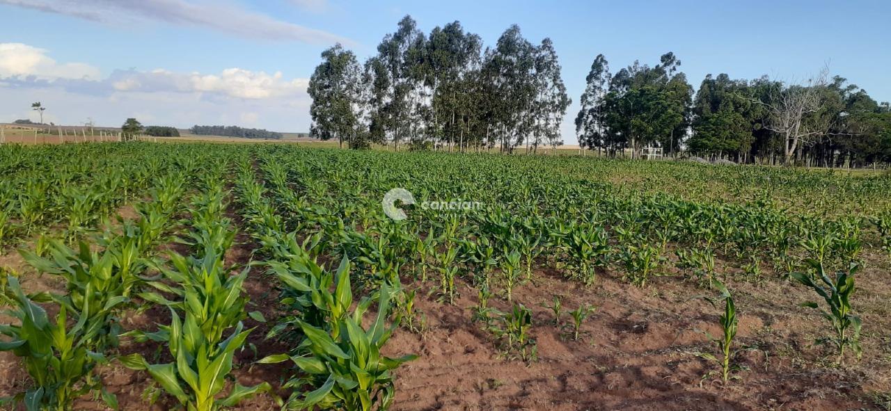 Chácara à venda no Zona Rural: 