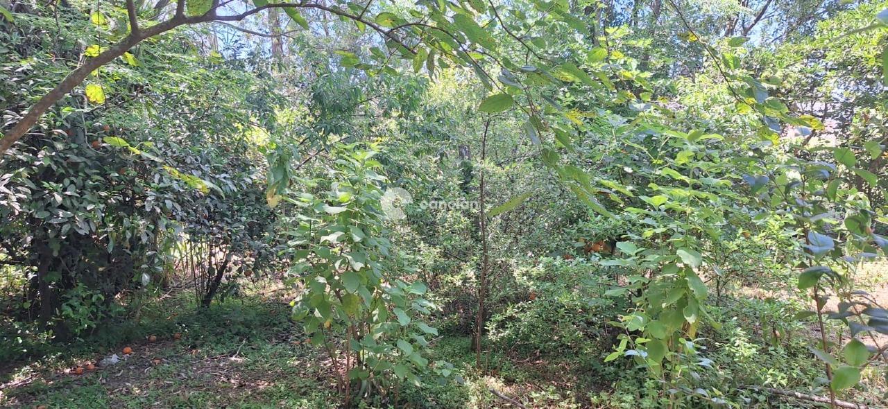 Chácara à venda no Zona Rural: 