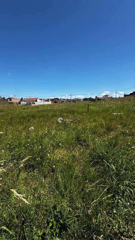 Terreno à venda no Pinheiro Machado: 