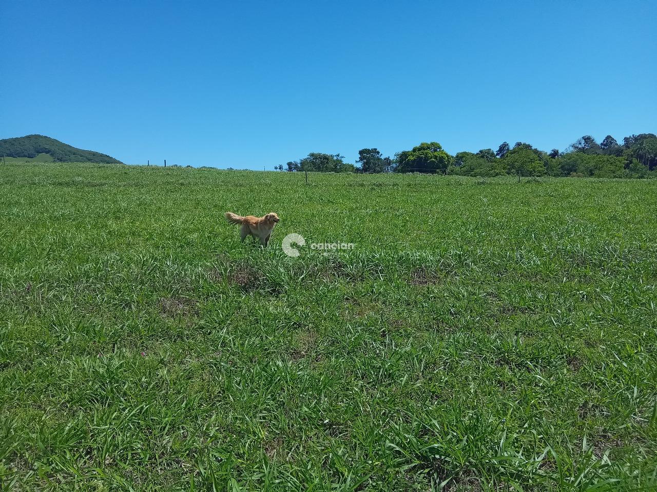 Chácara à venda no Zona Rural: 