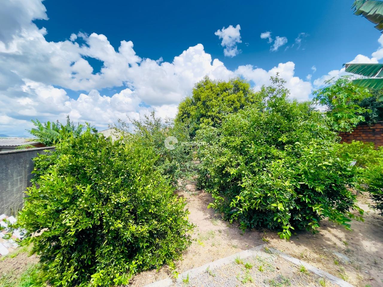 Casa para aluguel no Pinheiro Machado: 
