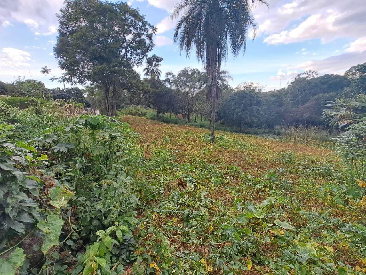 Capa