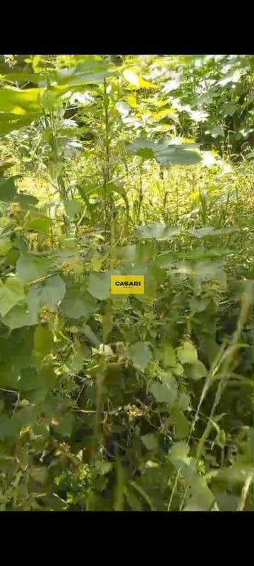 Terreno para à venda no bairro Taboão, São Bernardo do Campo - Casari Imóveis: 