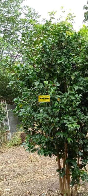Terreno para à venda no bairro Taboão, São Bernardo do Campo - Casari Imóveis: 