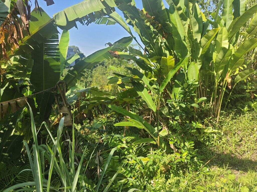 Terreno à venda no Morro Santa Terezinha: 