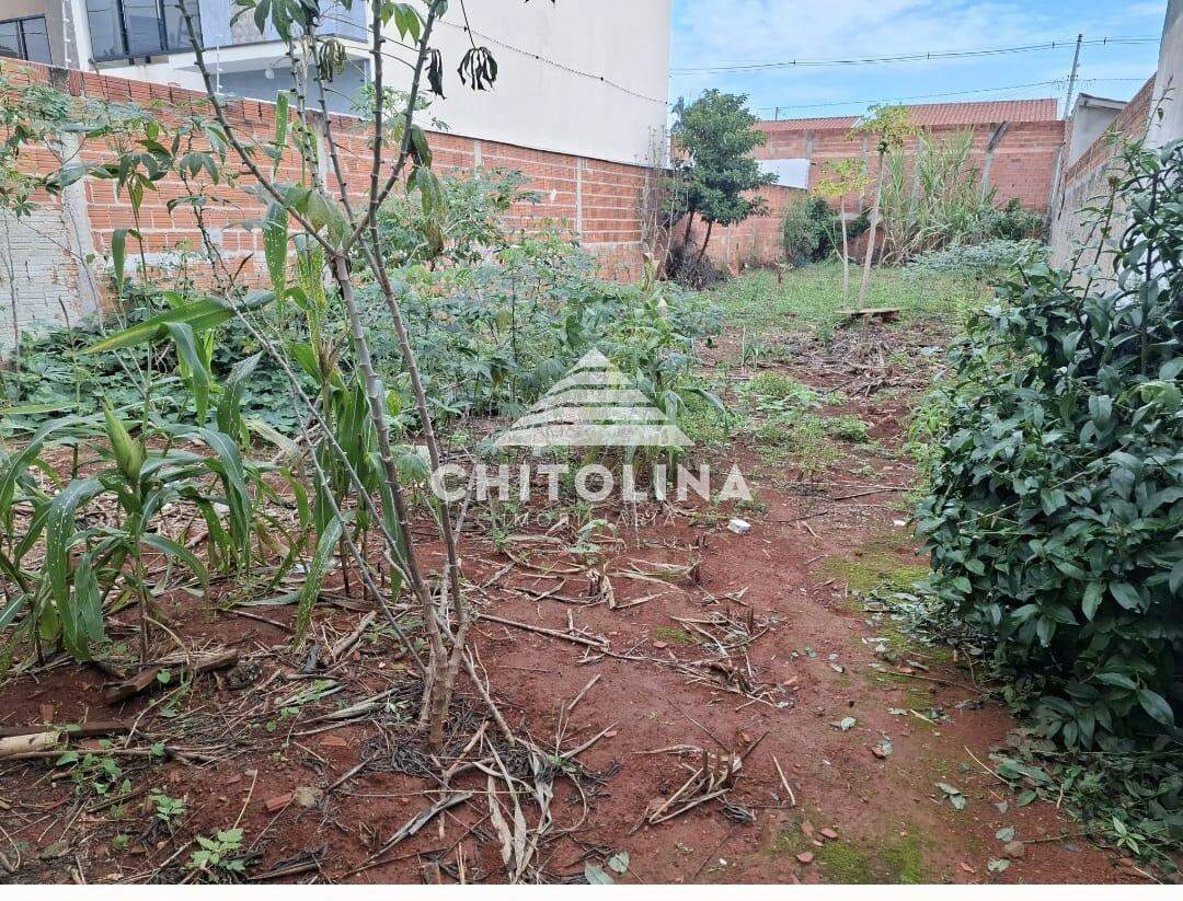 Terreno à venda no Cambuí: 