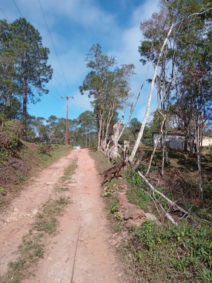 Chácara à venda com 2 quartos, 12000m² - Foto 1