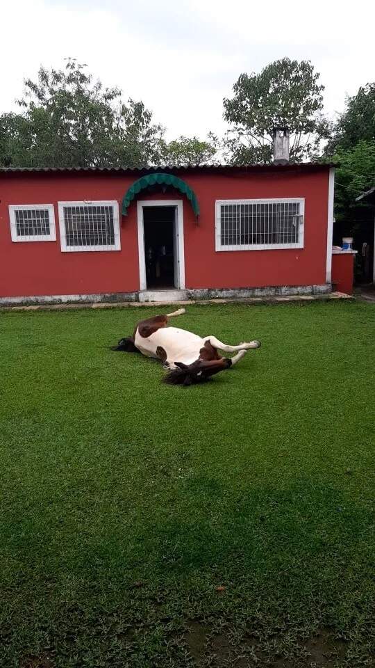 Fazenda à venda com 4 quartos, 130m² - Foto 5