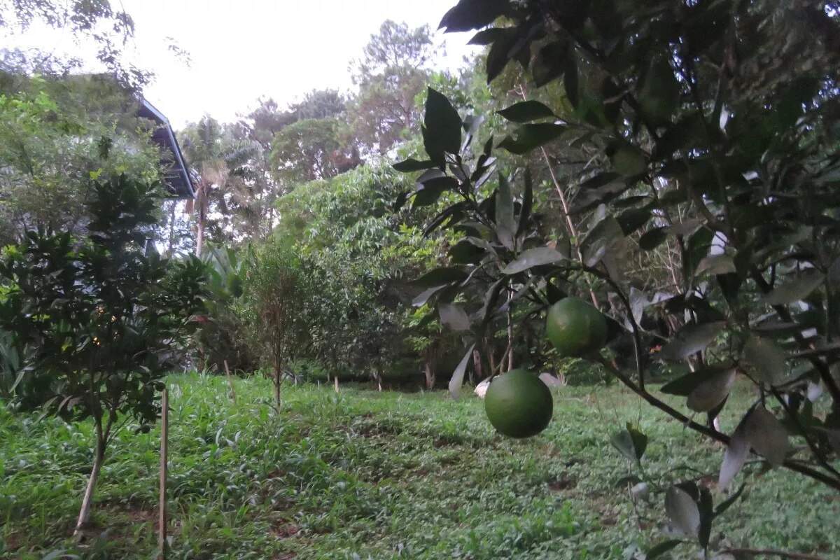 Fazenda à venda com 4 quartos, 300m² - Foto 6