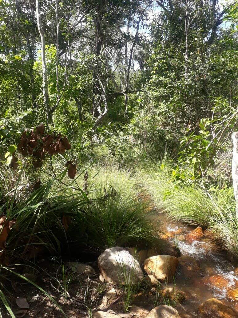 Fazenda à venda no Centro: 