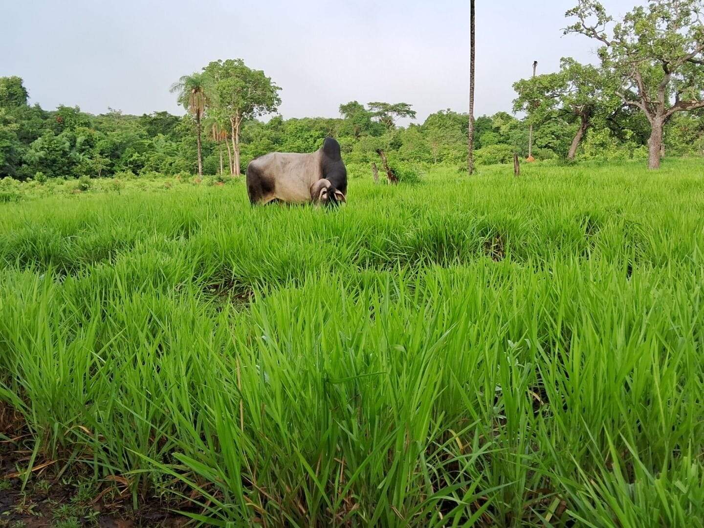 Fazenda à venda no Área Rural de Palmas: 