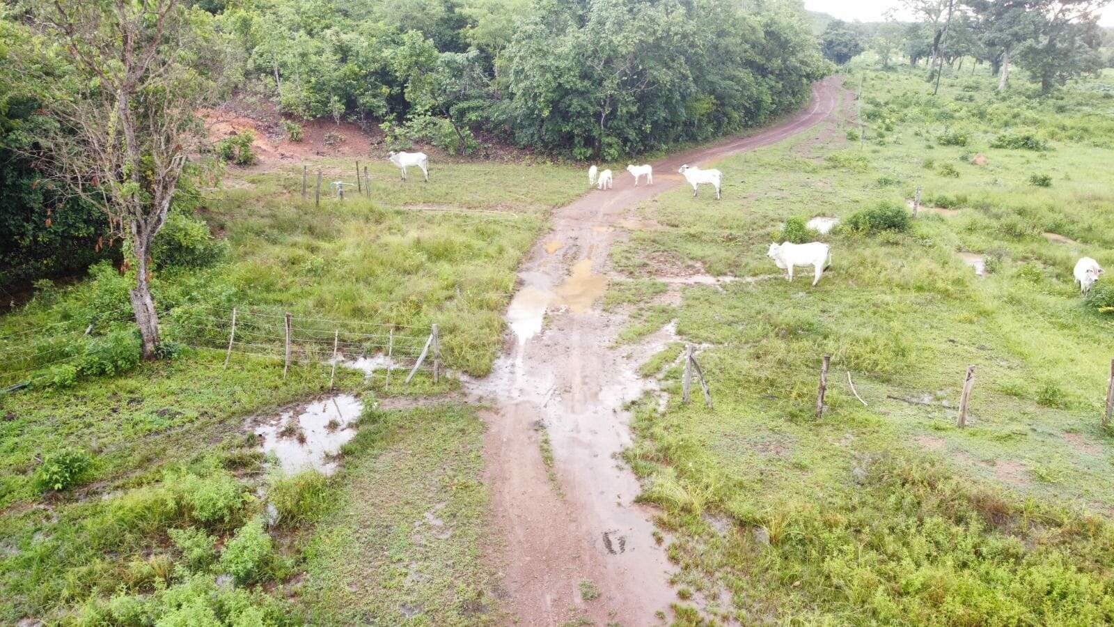 Fazenda à venda no Área Rural de Palmas: 