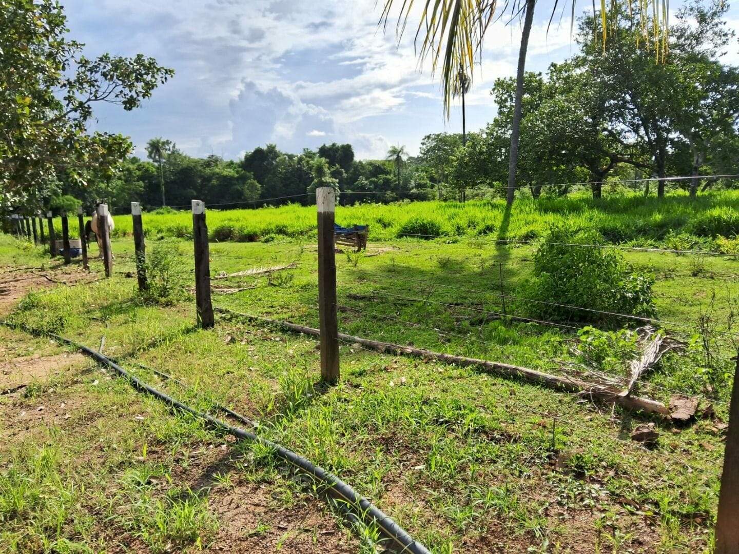 Fazenda à venda no Área Rural de Palmas: 
