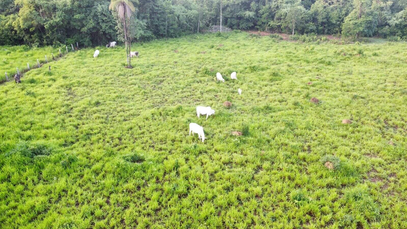Fazenda à venda no Área Rural de Palmas: 