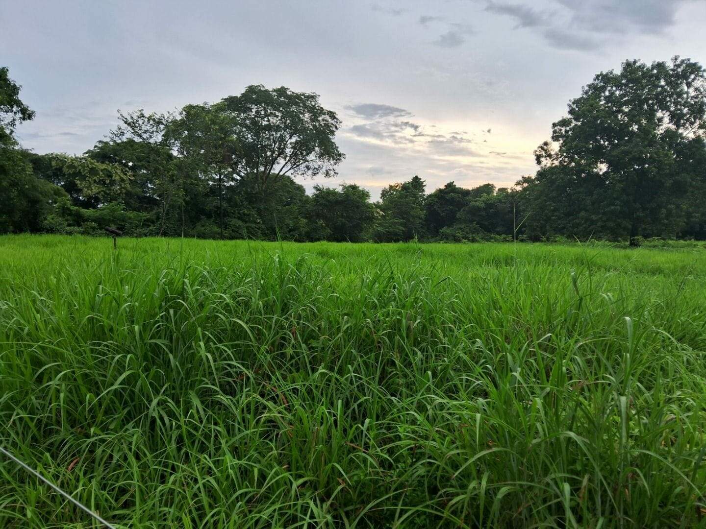 Fazenda à venda no Área Rural de Palmas: 
