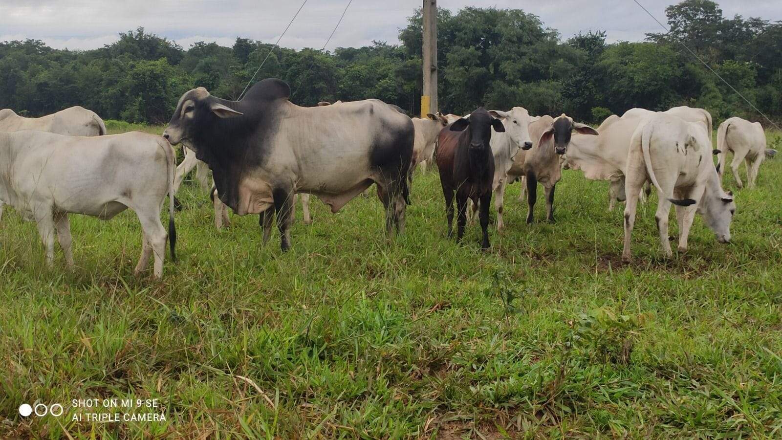 Fazenda à venda no Área Rural de Palmas: 