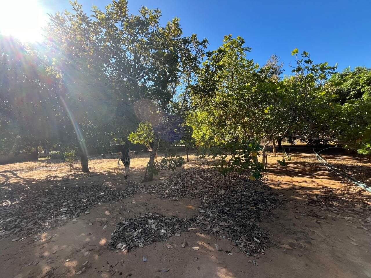Chácara à venda no Área Rural de Palmas: 