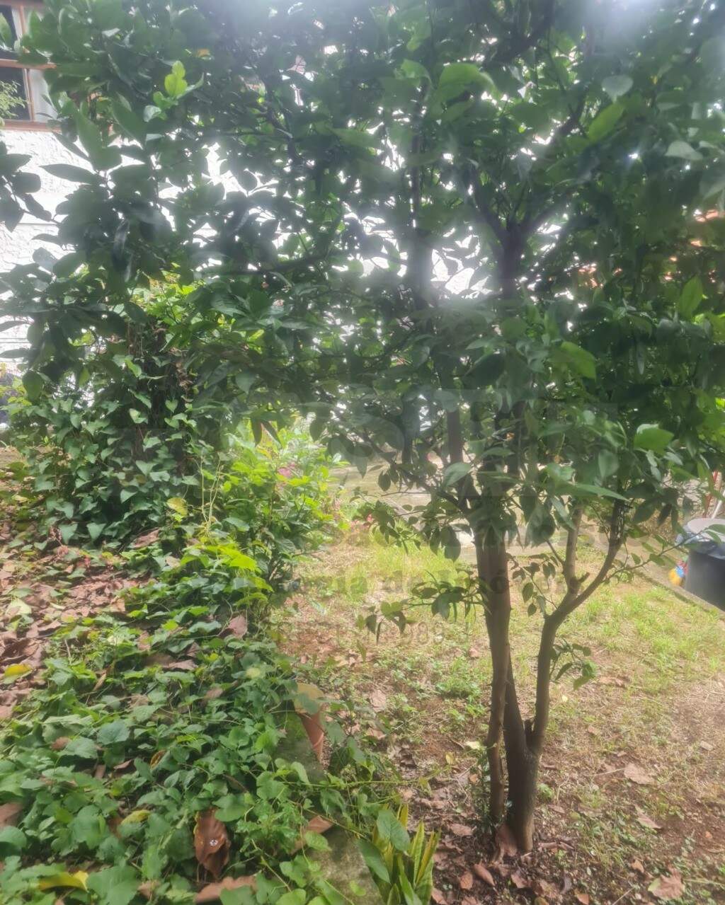Casa à venda no LAPA: Foto 05