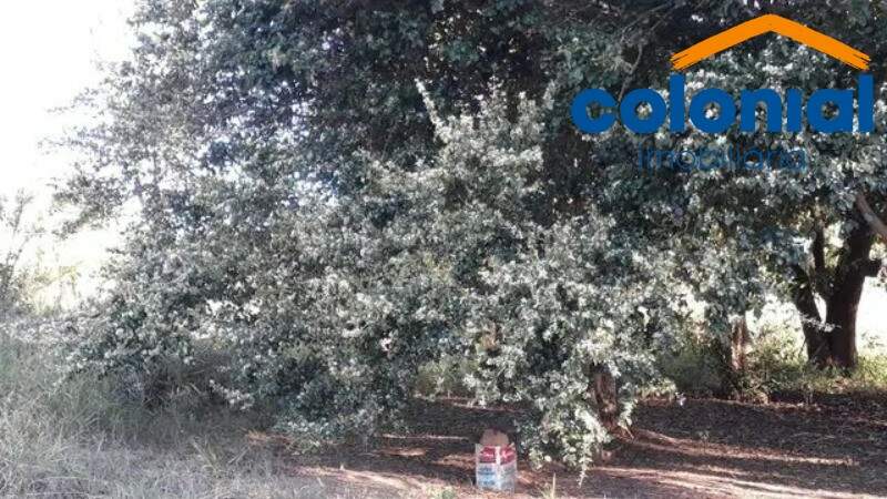 Chácara à venda no PINHAL: Foto 07