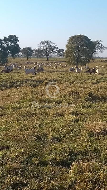 Fazenda / Sítio / Chácara  à venda, 374m² — foto 4 de 5
