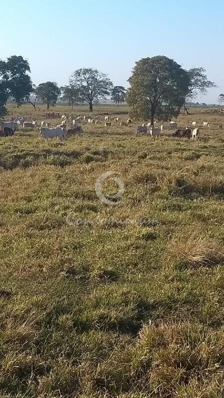 Fazenda / Sítio / Chácara  à venda, 374m² — foto 5 de 5