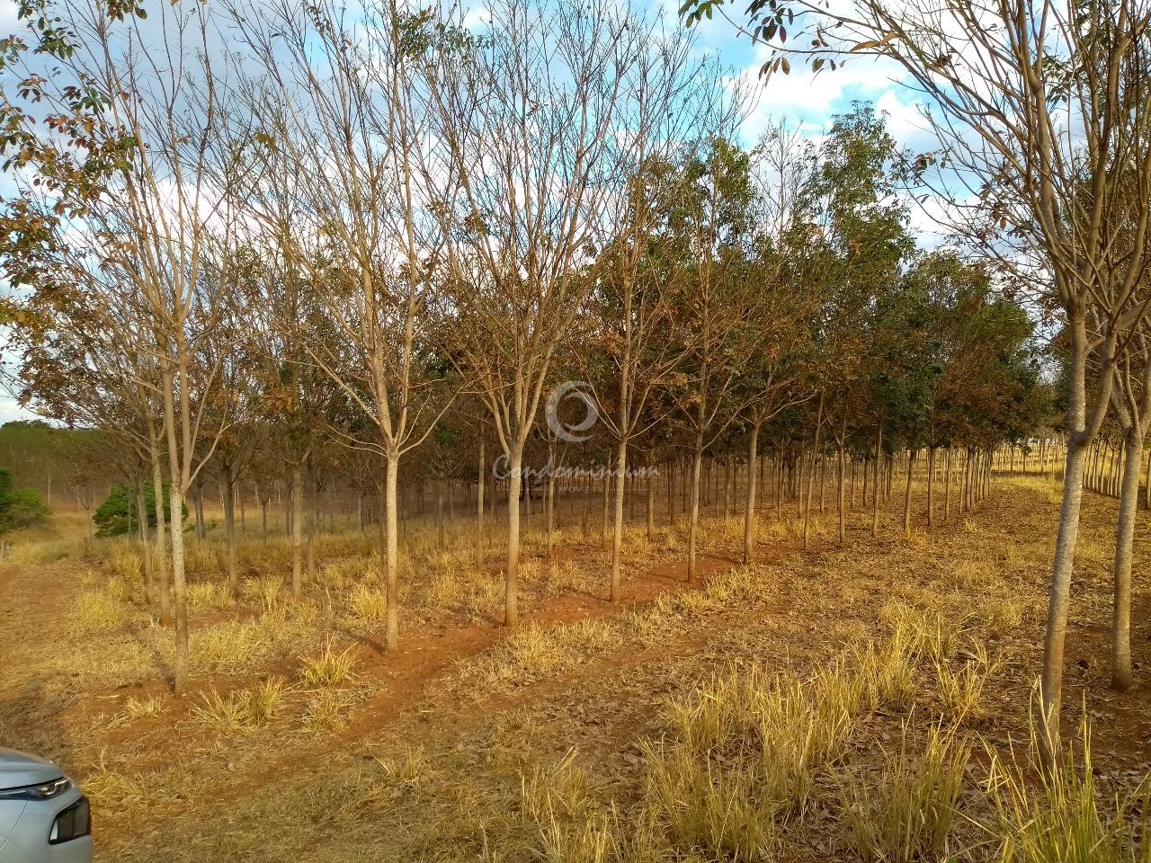 Fazenda / Sítio / Chácara  à venda, 17m² — foto 10 de 18