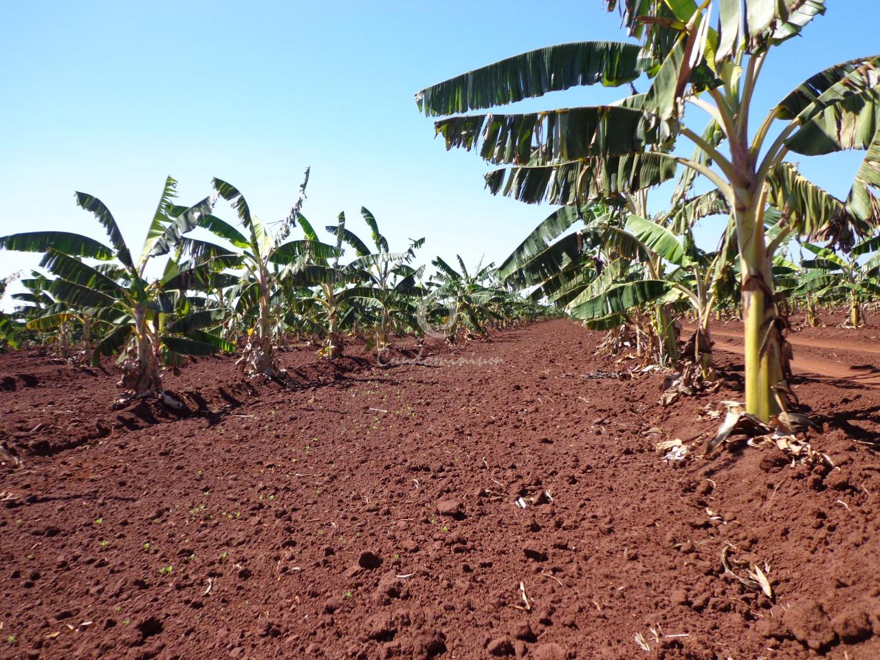 Fazenda / Sítio / Chácara  à venda, 225m² — foto 7 de 18