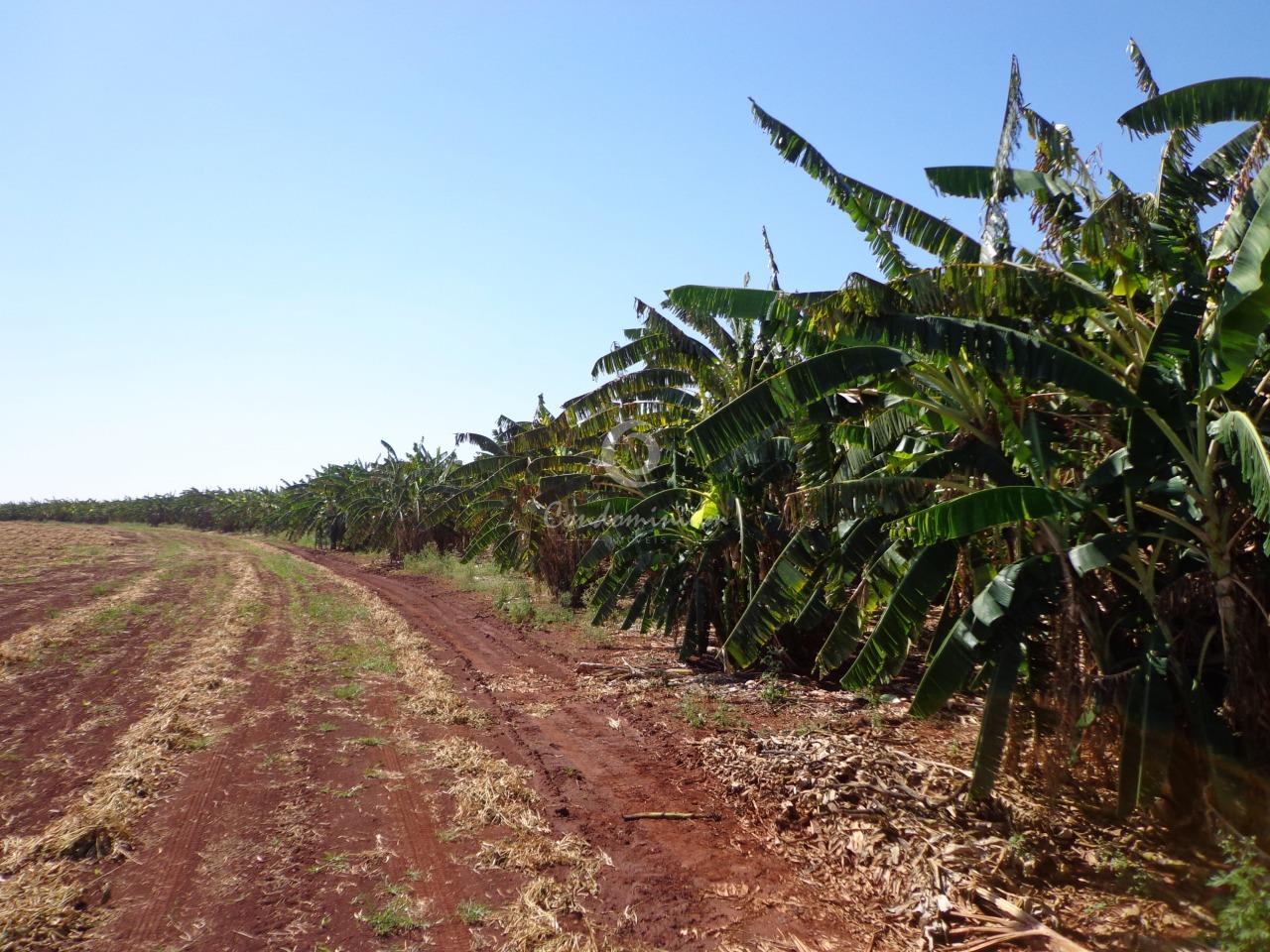 Fazenda / Sítio / Chácara  à venda, 225m² — foto 8 de 18