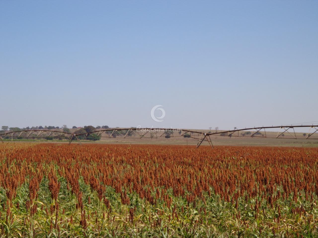 Fazenda / Sítio / Chácara  à venda, 225m² — foto 11 de 18