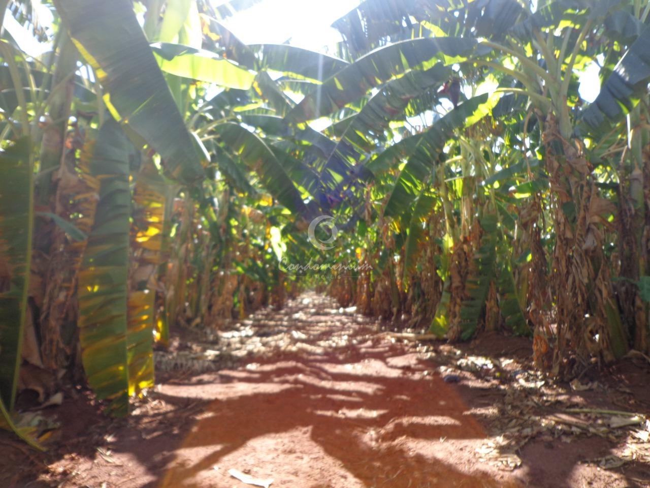 Fazenda / Sítio / Chácara  à venda, 225m² — foto 6 de 18