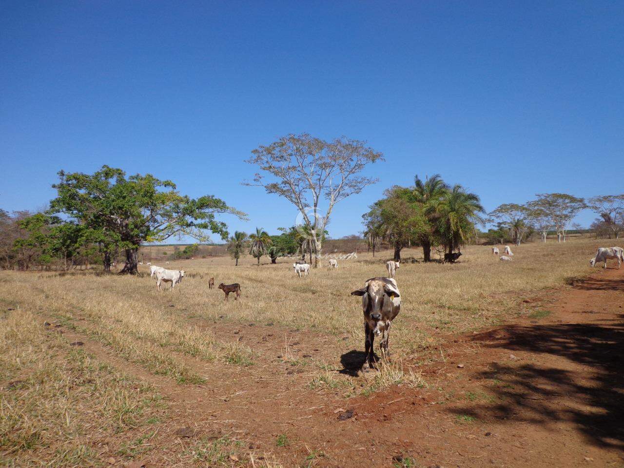 Fazenda / Sítio / Chácara  à venda, 201m² — foto 8 de 18
